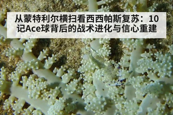 从蒙特利尔横扫看西西帕斯复苏：10记Ace球背后的战术进化与信心重建